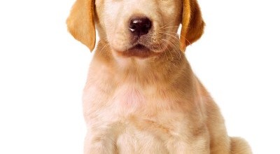 Marley & Me Movie Font Marley & Me Movie Font