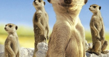 Meerkat Manor Movie Font Meerkat Manor Movie Font